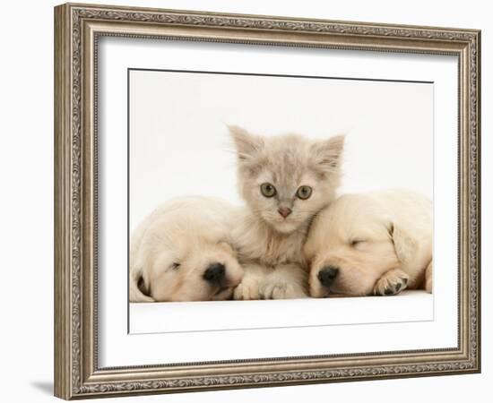 Lilac Tortoiseshell Kitten Between Two Sleeping Golden Retriever Puppies-Jane Burton-Framed Photographic Print