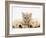 Lilac Tortoiseshell Kitten Between Two Sleeping Golden Retriever Puppies-Jane Burton-Framed Photographic Print