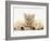 Lilac Tortoiseshell Kitten Between Two Sleeping Golden Retriever Puppies-Jane Burton-Framed Photographic Print