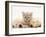 Lilac Tortoiseshell Kitten Between Two Sleeping Golden Retriever Puppies-Jane Burton-Framed Photographic Print