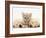 Lilac Tortoiseshell Kitten Between Two Sleeping Golden Retriever Puppies-Jane Burton-Framed Photographic Print