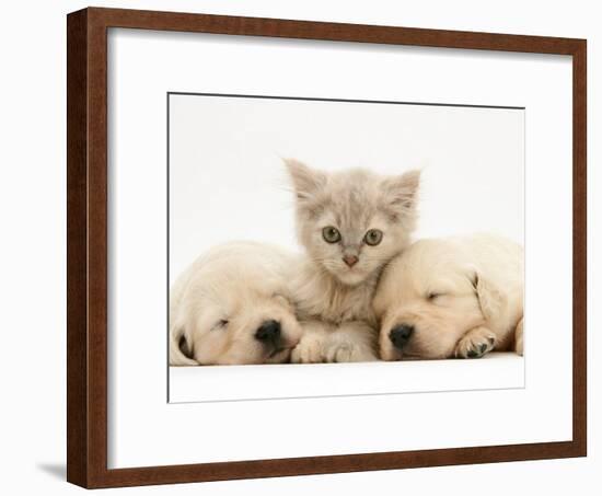 Lilac Tortoiseshell Kitten Between Two Sleeping Golden Retriever Puppies-Jane Burton-Framed Photographic Print