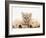 Lilac Tortoiseshell Kitten Between Two Sleeping Golden Retriever Puppies-Jane Burton-Framed Photographic Print