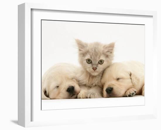 Lilac Tortoiseshell Kitten Between Two Sleeping Golden Retriever Puppies-Jane Burton-Framed Photographic Print