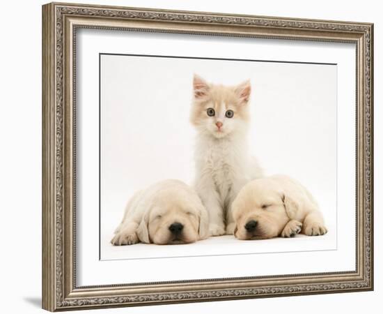 Lilac Tortoiseshell Kitten Between Two Sleeping Golden Retriever Puppies-Jane Burton-Framed Photographic Print