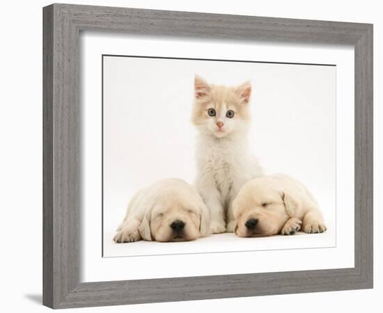 Lilac Tortoiseshell Kitten Between Two Sleeping Golden Retriever Puppies-Jane Burton-Framed Photographic Print