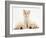 Lilac Tortoiseshell Kitten Between Two Sleeping Golden Retriever Puppies-Jane Burton-Framed Photographic Print