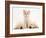 Lilac Tortoiseshell Kitten Between Two Sleeping Golden Retriever Puppies-Jane Burton-Framed Photographic Print