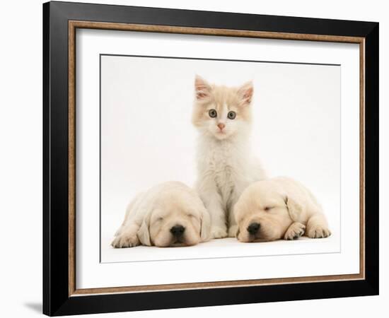 Lilac Tortoiseshell Kitten Between Two Sleeping Golden Retriever Puppies-Jane Burton-Framed Photographic Print