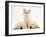 Lilac Tortoiseshell Kitten Between Two Sleeping Golden Retriever Puppies-Jane Burton-Framed Photographic Print