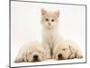 Lilac Tortoiseshell Kitten Between Two Sleeping Golden Retriever Puppies-Jane Burton-Mounted Photographic Print