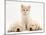 Lilac Tortoiseshell Kitten Between Two Sleeping Golden Retriever Puppies-Jane Burton-Mounted Photographic Print