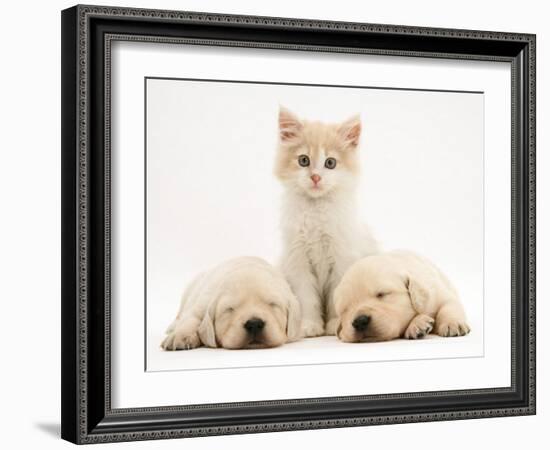 Lilac Tortoiseshell Kitten Between Two Sleeping Golden Retriever Puppies-Jane Burton-Framed Photographic Print