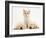 Lilac Tortoiseshell Kitten Between Two Sleeping Golden Retriever Puppies-Jane Burton-Framed Photographic Print