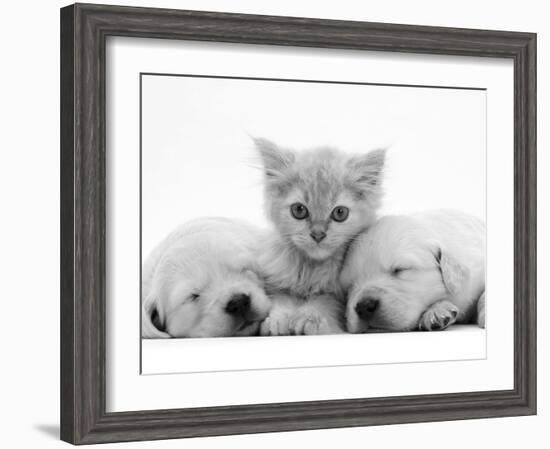 Lilac Tortoiseshell Kitten Between Two Sleeping Golden Retriever Puppies-Jane Burton-Framed Photographic Print