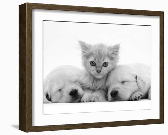 Lilac Tortoiseshell Kitten Between Two Sleeping Golden Retriever Puppies-Jane Burton-Framed Photographic Print