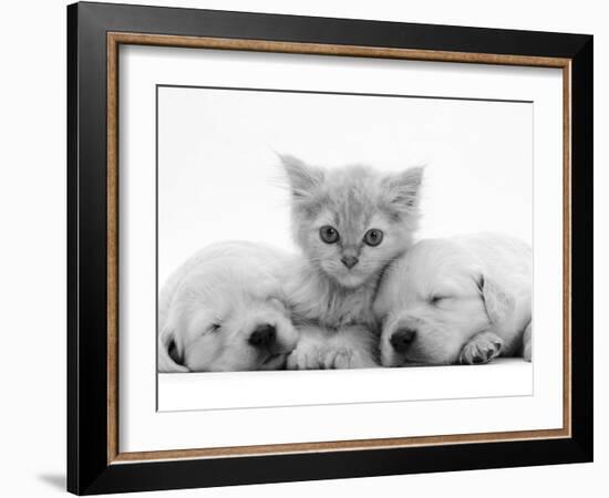 Lilac Tortoiseshell Kitten Between Two Sleeping Golden Retriever Puppies-Jane Burton-Framed Photographic Print