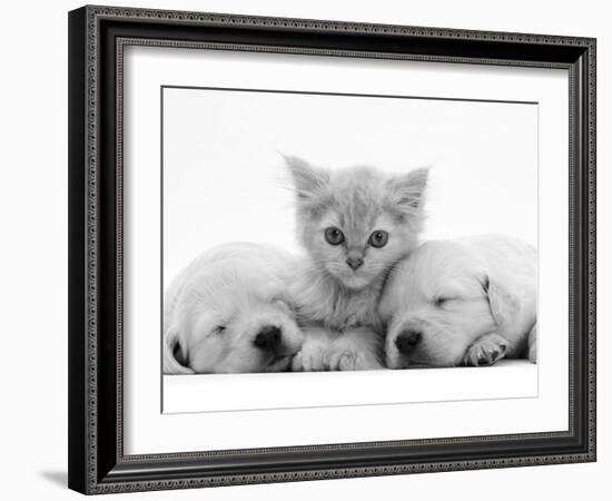 Lilac Tortoiseshell Kitten Between Two Sleeping Golden Retriever Puppies-Jane Burton-Framed Photographic Print