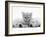 Lilac Tortoiseshell Kitten Between Two Sleeping Golden Retriever Puppies-Jane Burton-Framed Photographic Print