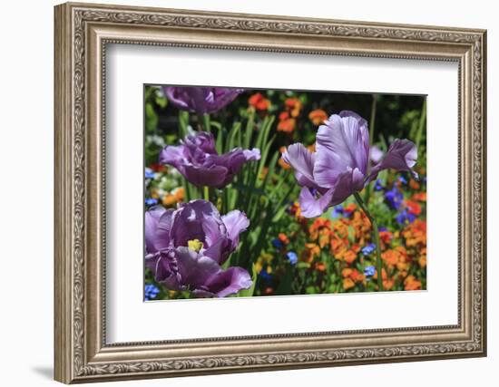 Lilac Tulips Found in the Public Garden in the Town of Saint Malo-Mallorie Ostrowitz-Framed Photographic Print