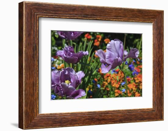 Lilac Tulips Found in the Public Garden in the Town of Saint Malo-Mallorie Ostrowitz-Framed Photographic Print