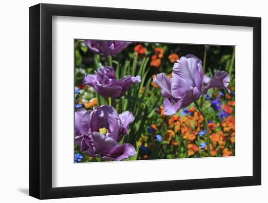 Lilac Tulips Found in the Public Garden in the Town of Saint Malo-Mallorie Ostrowitz-Framed Photographic Print