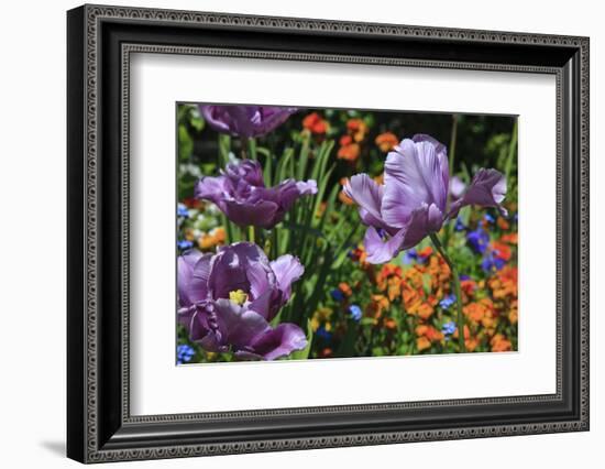 Lilac Tulips Found in the Public Garden in the Town of Saint Malo-Mallorie Ostrowitz-Framed Photographic Print