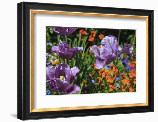 Lilac Tulips Found in the Public Garden in the Town of Saint Malo-Mallorie Ostrowitz-Framed Photographic Print