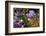 Lilac Tulips Found in the Public Garden in the Town of Saint Malo-Mallorie Ostrowitz-Framed Photographic Print