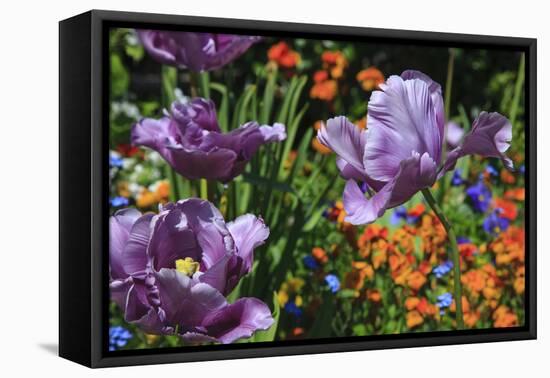 Lilac Tulips Found in the Public Garden in the Town of Saint Malo-Mallorie Ostrowitz-Framed Premier Image Canvas