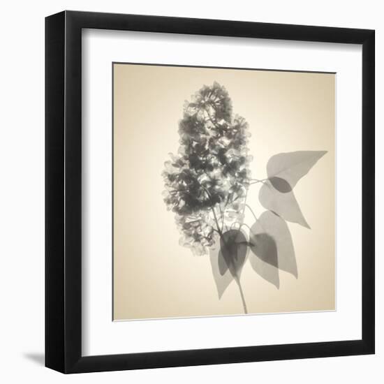 Lilac-Judy Stalus-Framed Art Print