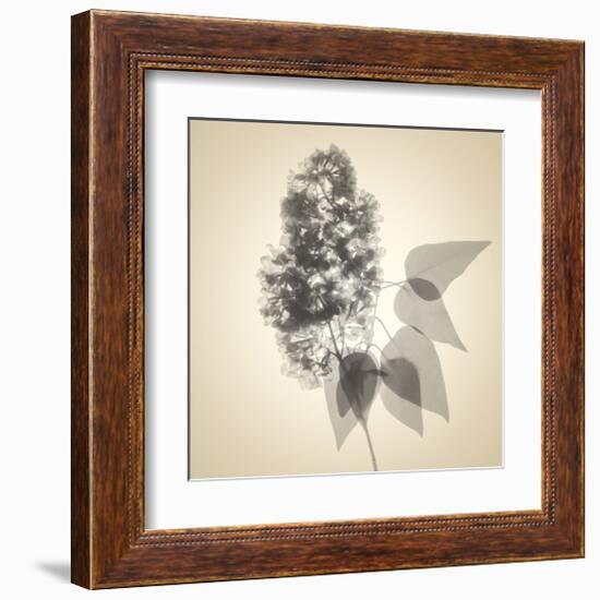 Lilac-Judy Stalus-Framed Art Print