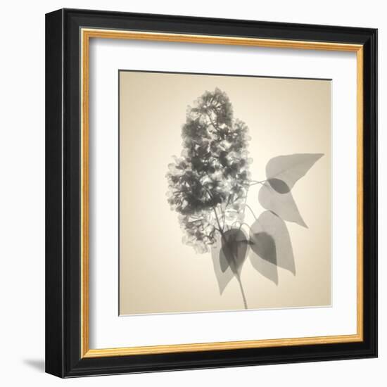 Lilac-Judy Stalus-Framed Art Print