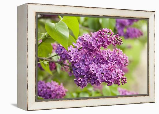 Lilac-Karyn Millet-Framed Premier Image Canvas
