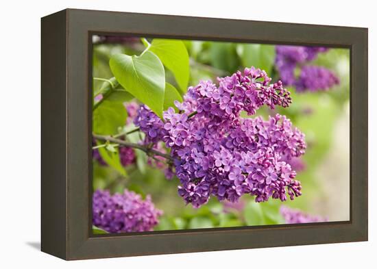 Lilac-Karyn Millet-Framed Premier Image Canvas