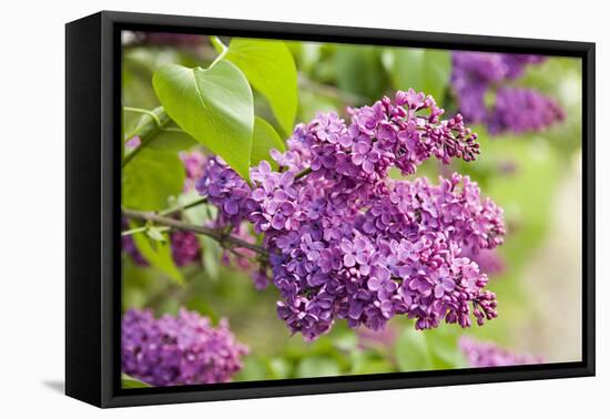 Lilac-Karyn Millet-Framed Premier Image Canvas