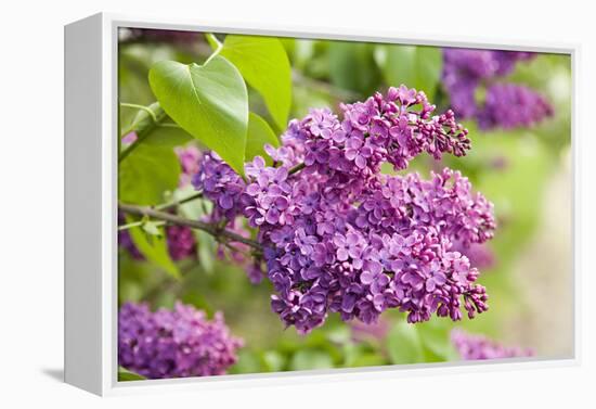 Lilac-Karyn Millet-Framed Premier Image Canvas