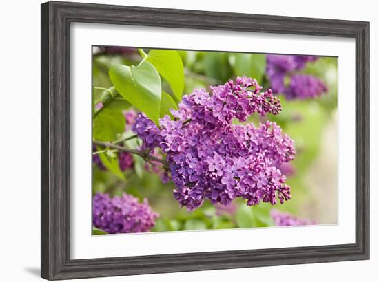 Lilac-Karyn Millet-Framed Photographic Print