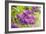 Lilac-Karyn Millet-Framed Photographic Print