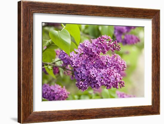 Lilac-Karyn Millet-Framed Photographic Print