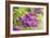 Lilac-Karyn Millet-Framed Photographic Print