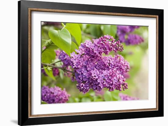 Lilac-Karyn Millet-Framed Photographic Print