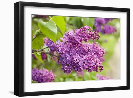 Lilac-Karyn Millet-Framed Photographic Print