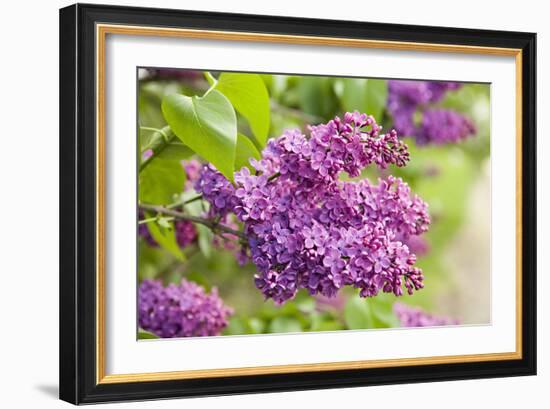 Lilac-Karyn Millet-Framed Photographic Print