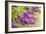 Lilac-Karyn Millet-Framed Photographic Print