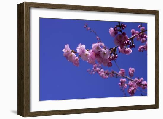 lilac-Johan Lilja-Framed Giclee Print