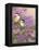 Lilacs and Chickadees-William Vanderdasson-Framed Premier Image Canvas