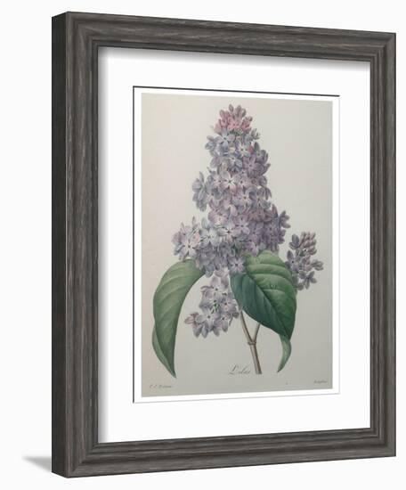 Lilacs-Pierre-Joseph Redoute-Framed Art Print