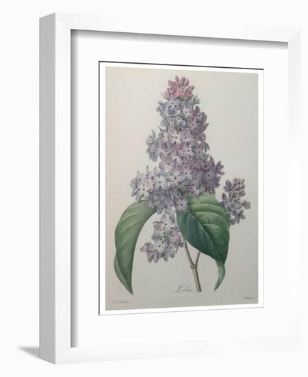 Lilacs-Pierre-Joseph Redoute-Framed Art Print