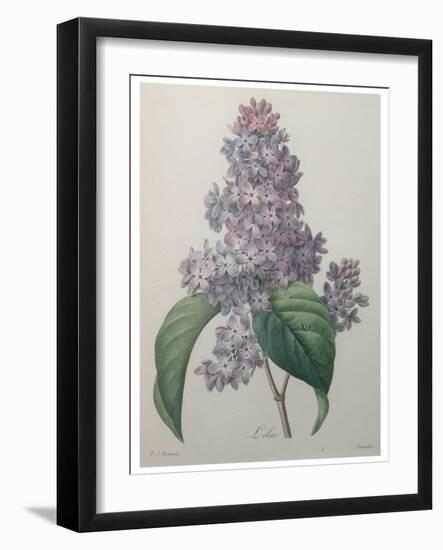 Lilacs-Pierre-Joseph Redoute-Framed Art Print